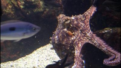 Giraffe, Erdmännchen & Co.: Ein neues Zebra für den Opel-Zoo (239)