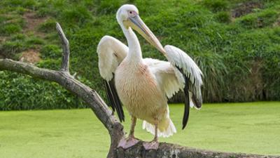 Giraffe, Erdmännchen & Co.: Pelikandame Dori auf Kuschelkurs (303) Erdmännchen & Co.