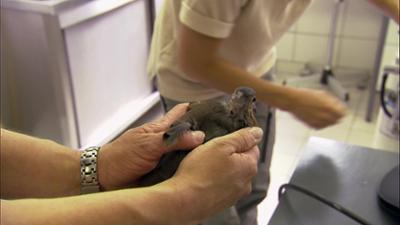 Giraffe, Erdmännchen & Co.: Tauben-Pediküre (242)