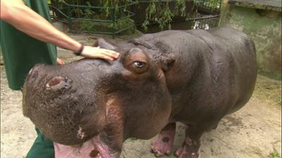 Giraffe, Erdmännchen & Co.: Sorgenkind Tana (243)