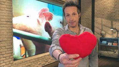 Gut zu wissen: Spenderorgan Schweineherz