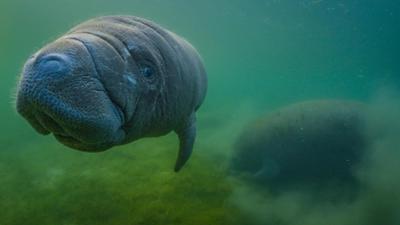 Gute Nachrichten vom Planeten: Wie kann jeder Tiere und Pflanzen schützen?