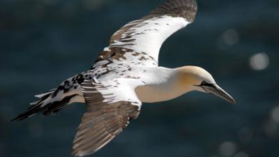 Helgoland - Insel im Sturm