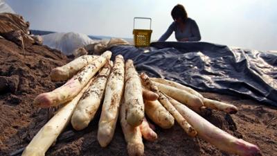 Kontrovers: Knochenjob Spargelernte: Acker statt Uni