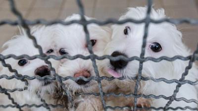 Kontrovers: Das brutale Geschäft mit Hundewelpen