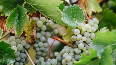 Ländermagazin: Fränkischer Weinbau