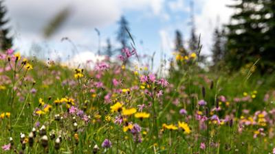 Landgasthäuser Tirol: Tirol · Innsbruck