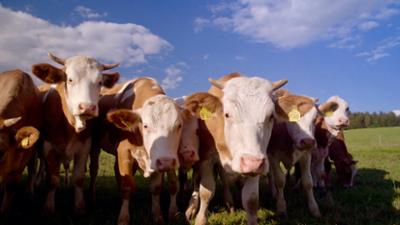 Lust aufs Land - Bayerische Hofgeschichten: Weingut in Unterfranken und Biomilchhof in Niederbayern (S02/E01)