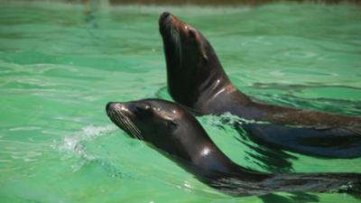 Nashorn, Zebra & Co: Ein kleines Problem im Robbenkindergarten (F. 223)