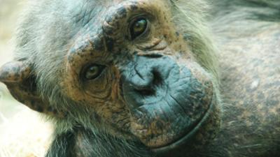 Nashorn, Zebra & Co: Banteng-Kühe heilen ihre Wunden (F. 168)