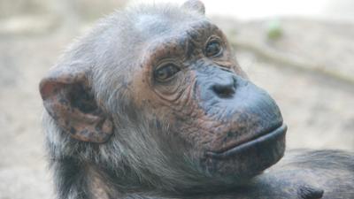 Nashorn, Zebra & Co: Warum sind die Schimpansen sauer? (F. 247)