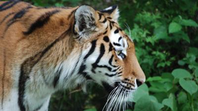 Nashorn, Zebra & Co: Highlight Tigerfütterung (F. 178)