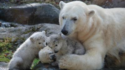 Nashorn, Zebra & Co: Eisbärchen-Zwillinge erobern Zuschauerherzen (F. 201)