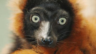 Nashorn, Zebra & Co: Lemurenumzug (F. 248)