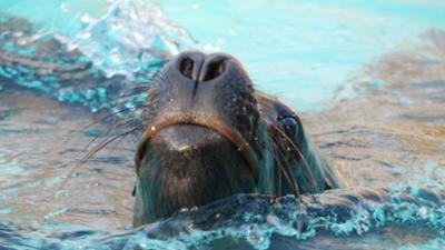 Nashorn, Zebra & Co: Hilfe für Mähnenrobbe Dudu (F. 226)