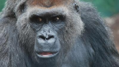 Nashorn, Zebra & Co: Ein Picknick für Gorillas (F. 249)