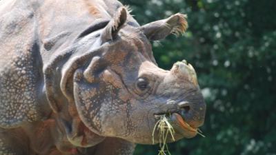 Nashorn, Zebra & Co: Ist Panzernashornkuh Rapti schwanger? (F. 264)