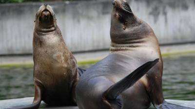 Nashorn, Zebra & Co: Reisetraining für eine Mähnenrobbe (F. 203)