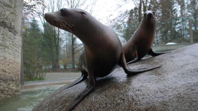 Nashorn, Zebra & Co: Nachwuchs bei den Seelöwen (F. 227)