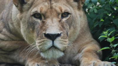 Nashorn, Zebra & Co: Eine außergewöhnliche Löwenjagd (F. 250)