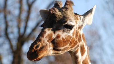 Nashorn, Zebra & Co: Eine Giraffenliebe (F. 204)