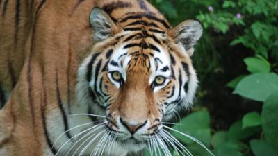 Nashorn, Zebra & Co: Ein neuer Tiger (F. 228)