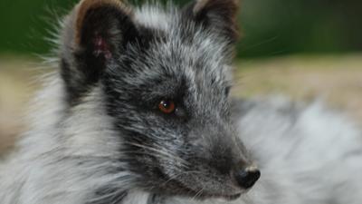 Nashorn, Zebra & Co: Rätselhafte Polarfüchse (F. 229)