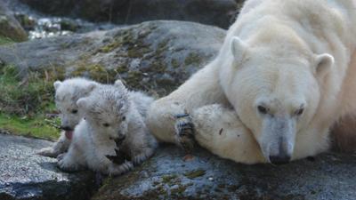 Nashorn, Zebra & Co: Ein Jaguarleben kann richtig langweilig sein (F. 171)