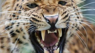 Nashorn, Zebra & Co: Ein wilder Leopard (F. 205)