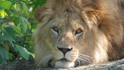 Nashorn, Zebra & Co: Alle lieben Elefantenbaby Ludwig (F. 172)