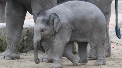 Nashorn, Zebra & Co: Wie feiert ein Elefantenbaby Geburtstag (F. 207)