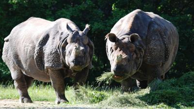 Nashorn, Zebra & Co: Eine Nashornverlobung (F. 208)