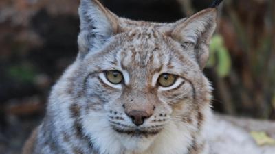 Nashorn, Zebra & Co: Ein neuer Luchskater (F. 232)