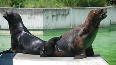 Nashorn, Zebra & Co: Alarm im Polariumrevier (F. 175)