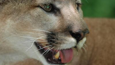 Nashorn, Zebra & Co: Warum eine Pumadame ihr Fell verliert (F. 209)