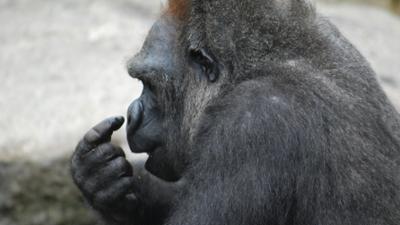 Nashorn, Zebra & Co: Was Gorillas von Kunst halten (F. 233)