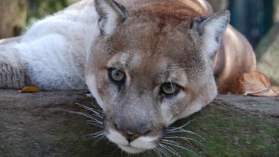 Nashorn, Zebra & Co: Auch die Pumas treiben gerne Sport (F. 180)