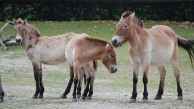 Nashorn, Zebra & Co: Eine echte Männerfreundschaft (F. 234)