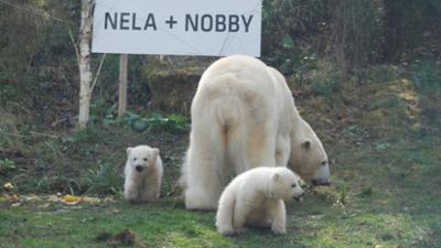 Nashorn, Zebra & Co: Eisbärchengeburtstag (F. 251)