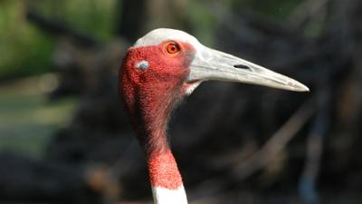 Nashorn, Zebra & Co: Saruskranichs Schnabel wächst zu schnell (F. 235)