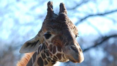 Nashorn, Zebra & Co: Eine neue Giraffe (F. 291)