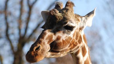 Nashorn, Zebra & Co: Giraffenbulle Togo hat eine dicke Backe (F. 253)