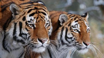 Nashorn, Zebra & Co: Unwetterwarnung (F. 254)