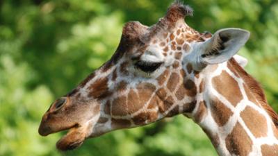 Nashorn, Zebra & Co: Giraffen mit blauen Zungen (F. 293)