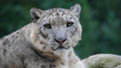 Nashorn, Zebra & Co: Feuer im Blut (F. 212)