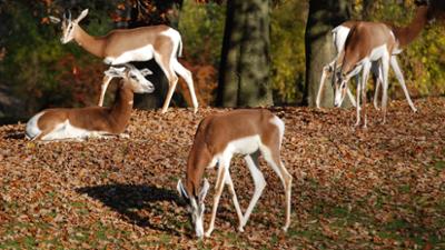 Nashorn, Zebra & Co: Seltene Mhorrgazellen werden in Hellabrunn gezüchtet (F. 176)