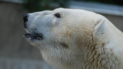 Nashorn, Zebra & Co: Können Eisbären surfen? (F. 213)