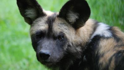 Nashorn, Zebra & Co: Elefanten auf Wildhundjagd (F. 237)