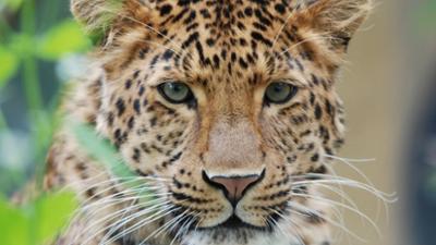 Nashorn, Zebra & Co: Schlecht gelaunt (F. 238)