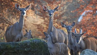 Nashorn, Zebra & Co: Aufregung im Afrikarevier (F. 177)